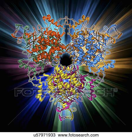 Citrate synthase molecule View Large Illustration Drawing - Citrate synthase molecule. Fotosearch