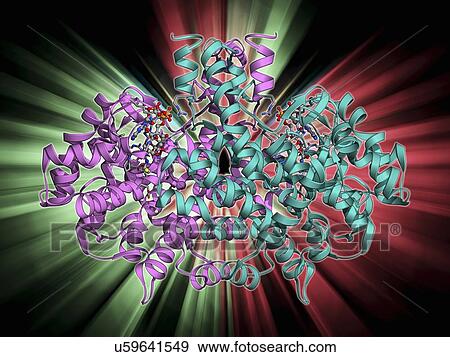 Citrate synthase molecule View Large Illustration Stock Illustration - Citrate synthase molecule. Fotosearch