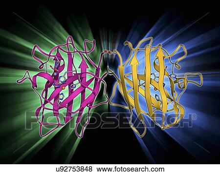 Stock Illustration - Copper, zinc superoxide dismutase enzyme. Fotosearch