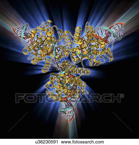 Cre-Lox recombination, molecular model View Large Illustration Clip Art - Cre-Lox recombination, molecular model. Fotosearch