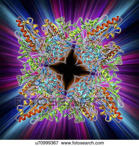 Stock Illustration - Creatine kinase molecule. Fotosearch