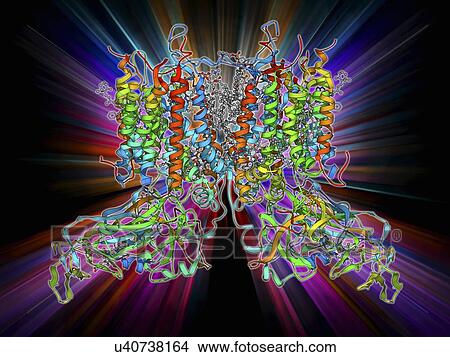 Stock Illustration - Cytochrome b6f complex, molecular model. Fotosearch
