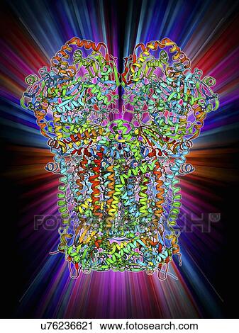Cytochrome BC1 molecule View Large Illustration Clip Art - Cytochrome BC1 molecule. Fotosearch