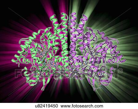 Clipart - Cytochrome C, molecular model. Fotosearch