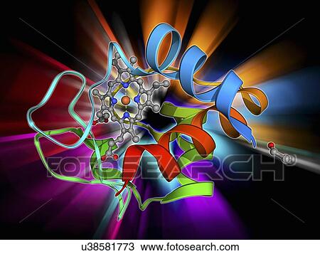 Drawing - Cytochrome C, molecular model. Fotosearch