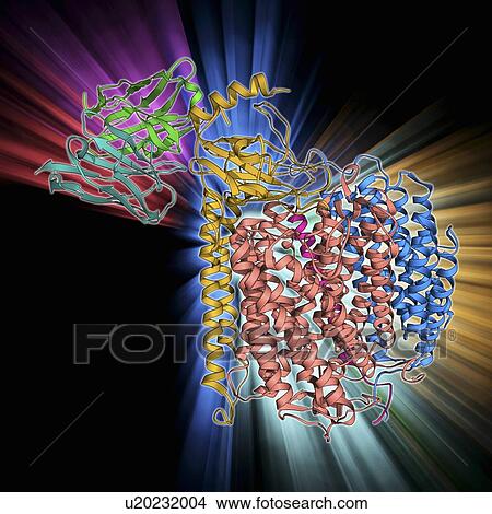 Cytochrome c oxidase and antibody View Large Illustration Stock Illustration - Cytochrome c oxidase and antibody. Fotosearch