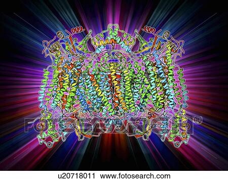 Cytochrome c oxidase molecule View Large Illustration Clip Art - Cytochrome c oxidase molecule. Fotosearch