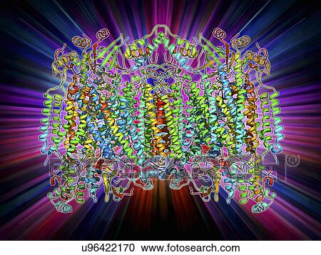 Cytochrome c oxidase molecule View Large Illustration Clipart - Cytochrome c oxidase molecule. Fotosearch