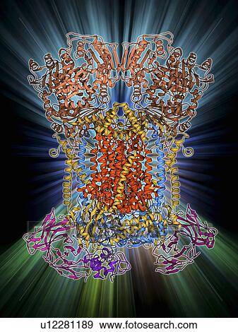 Stock Illustration - Cytochrome complex molecule. Fotosearch