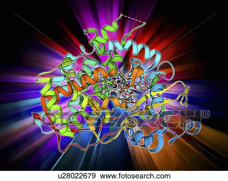 Stock Illustration - Cytochrome P450 and erythromycin. Fotosearch