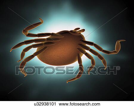 Clip Art - Deer tick, artwork. Fotosearch