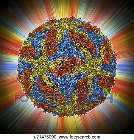 Clipart - Dengue virus capsid, molecular model. Fotosearch