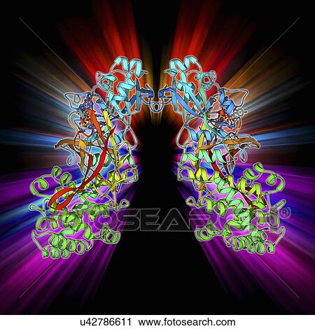 Diphtheria toxin, molecular model View Large Illustration Clip Art - Diphtheria toxin, molecular model. Fotosearch
