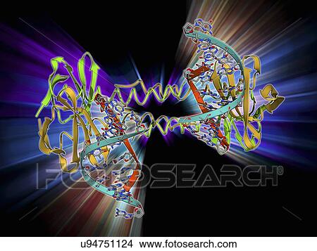 DNA binding protein, molecular model View Large Illustration Stock Illustration - DNA binding protein, molecular model. Fotosearch