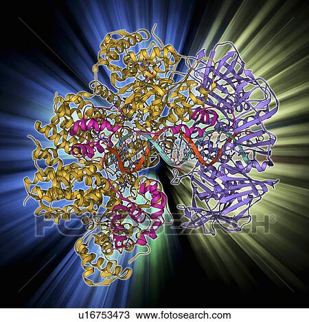 DNA clamp complexed with DNA molecule View Large Illustration Drawing - DNA clamp complexed with DNA molecule. Fotosearch