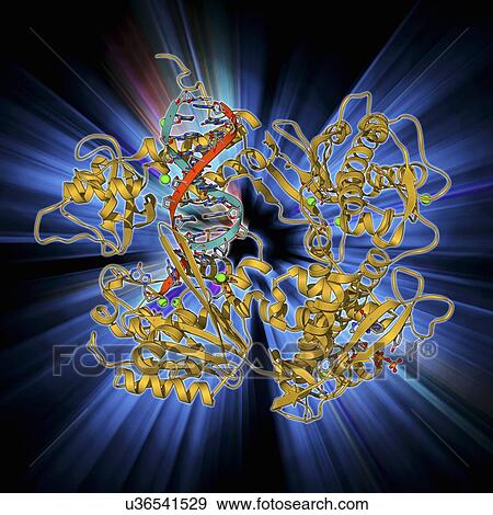 DNA clamp complexed with DNA molecule View Large Illustration Stock Illustration - DNA clamp complexed with DNA molecule. Fotosearch