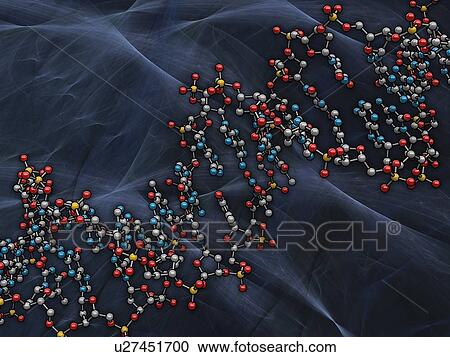 Clipart - DNA (Deoxyribonucleic acid), artwork. Fotosearch