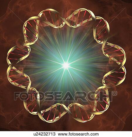 DNA (Deoxyribonucleic acid), artwork View Large Illustration Drawing - DNA (Deoxyribonucleic acid), artwork. Fotosearch