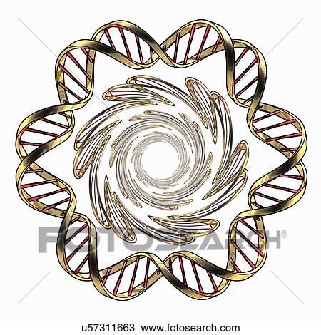 DNA (Deoxyribonucleic acid), artwork View Large Illustration Drawing - DNA (Deoxyribonucleic acid), artwork. Fotosearch