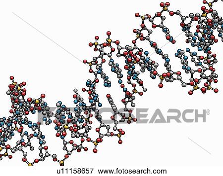 Stock Illustration - DNA (Deoxyribonucleic acid), artwork. Fotosearch