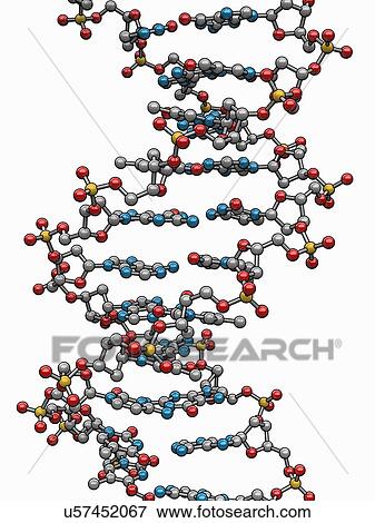 Stock Illustration - DNA (Deoxyribonucleic acid), artwork. Fotosearch
