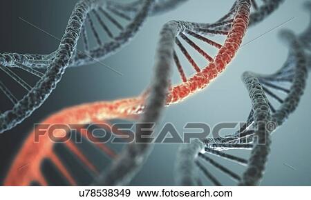 DNA double helix, artwork View Large Illustration Stock Illustration - DNA double helix, artwork. Fotosearch