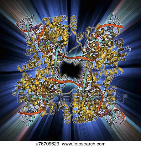 DNA Holliday junction complex View Large Illustration Stock Illustration - DNA Holliday junction complex. Fotosearch