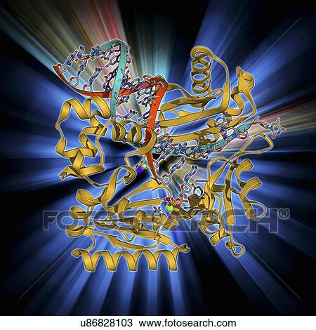 DNA polymerase IV with DNA View Large Illustration Drawing - DNA polymerase IV with DNA. Fotosearch