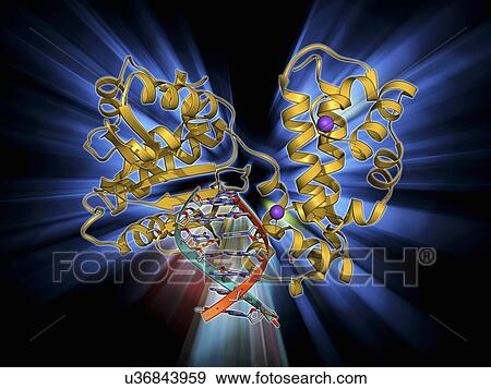 DNA polymerase with DNA View Large Illustration Stock Illustration - DNA polymerase with DNA. Fotosearch