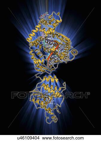 Stock Illustration - DNA polymerase with DNA. Fotosearch