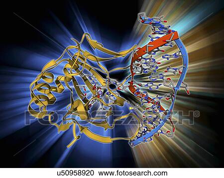 Clipart - DNA repair enzyme, molecular model. Fotosearch
