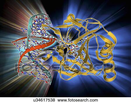 Stock Illustration - DNA repair enzyme, molecular model. Fotosearch