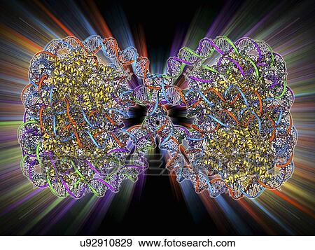 DNA tetranucleosome, molecular model View Large Illustration Stock Illustration - DNA tetranucleosome, molecular model. Fotosearch
