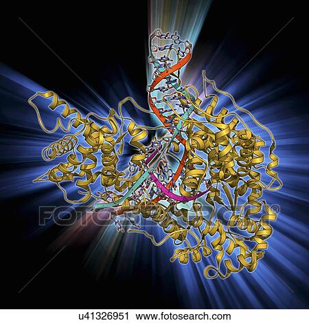 Clip Art - DNA transcription, molecular model. Fotosearch