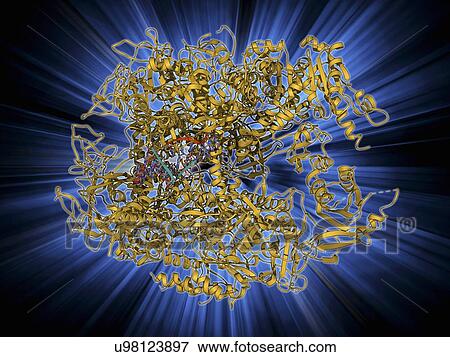 Stock Illustration - DNA transcription, molecular model. Fotosearch