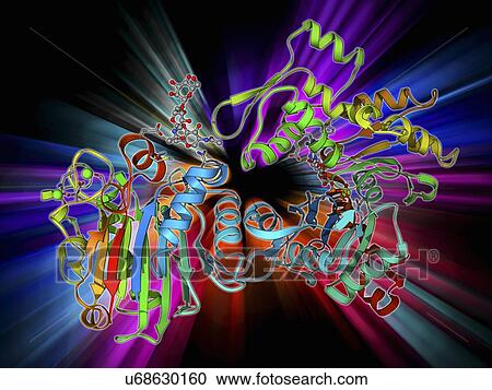 DNase I complex, molecular model View Large Illustration Clipart - DNase I complex, molecular model. Fotosearch