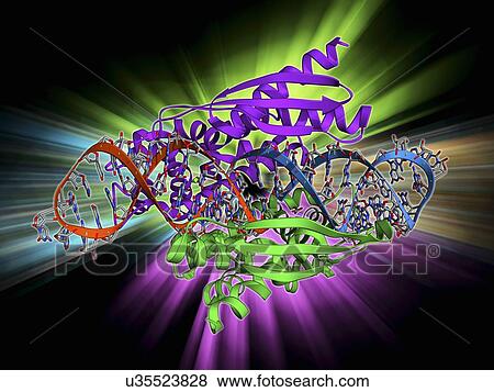 Double-stranded RNA-ribonuclease III View Large Illustration Stock Illustration - Double-stranded RNA-ribonuclease III. Fotosearch