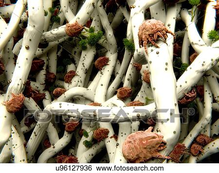 Dust mites, artwork View Large Illustration Stock Illustration - Dust mites, artwork. Fotosearch