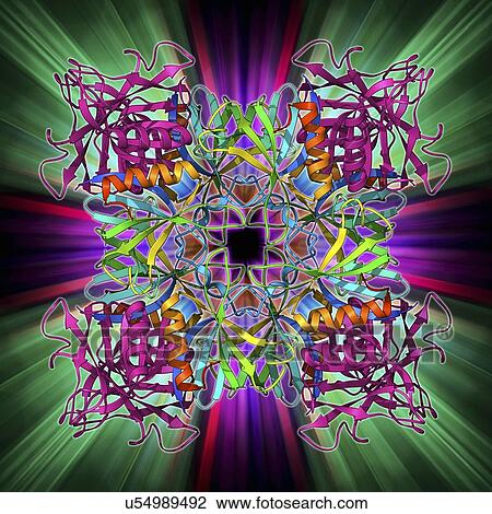 Drawing - Dynamin enzyme, molecular model. Fotosearch
