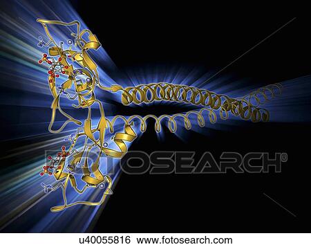 Early endosome antigen 1 molecule View Large Illustration Stock Illustration - Early endosome antigen 1 molecule. Fotosearch