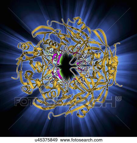 Stock Illustration - Ebola matrix protein molecule. Fotosearch