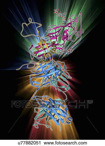 Ebola virus glycoprotein and antibody View Large Illustration Clip Art - Ebola virus glycoprotein and antibody. Fotosearch