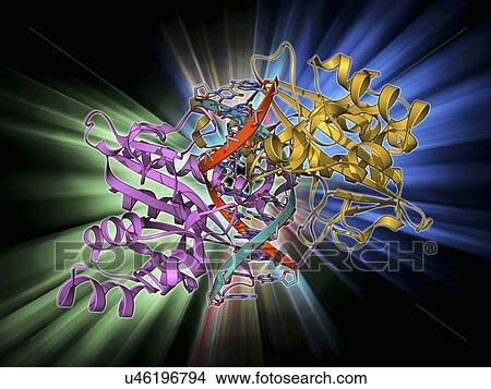EcoRV restriction enzyme molecule View Large Illustration Stock Illustration - EcoRV restriction enzyme molecule. Fotosearch