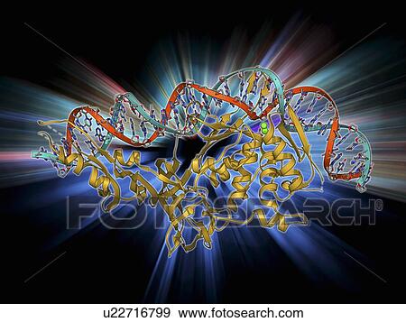 Stock Illustration - Endonuclease and DNA, molecular model. Fotosearch