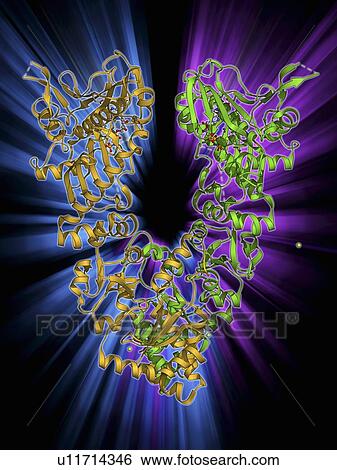 Stock Illustration - Endoplasmic reticulum chaperone protein. Fotosearch