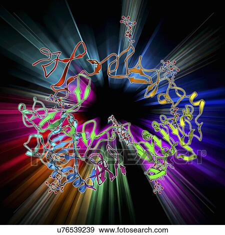 Stock Illustration - Epidermal growth factor and receptor. Fotosearch