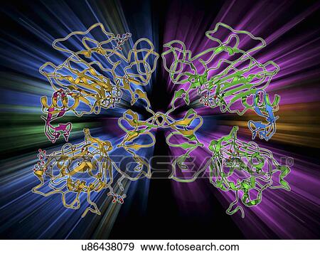Stock Illustration - Epidermal growth factor and receptor. Fotosearch