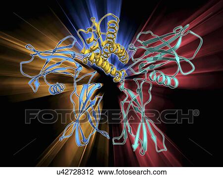 Drawing - Erythropoietin bound to receptors. Fotosearch