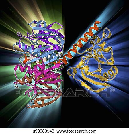 Escherichia coli heat-labile enterotoxin View Large Illustration Drawing - Escherichia coli heat-labile enterotoxin. Fotosearch