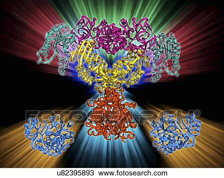 Drawing - Fatty acid synthase molecule. Fotosearch